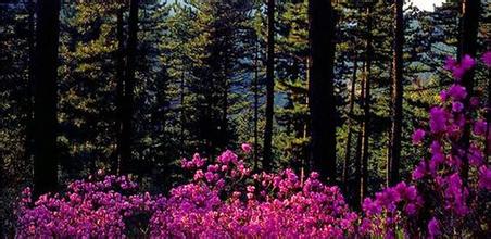 u=2460521989,2589629781&fm=21&gp=0