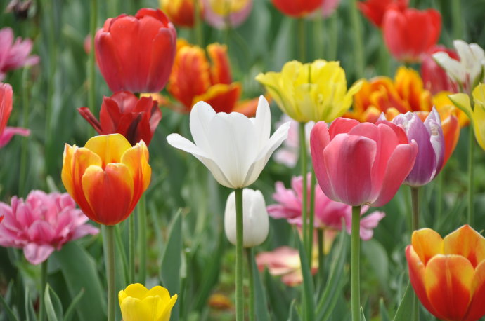 5fc77623gbef8da7d7860&690